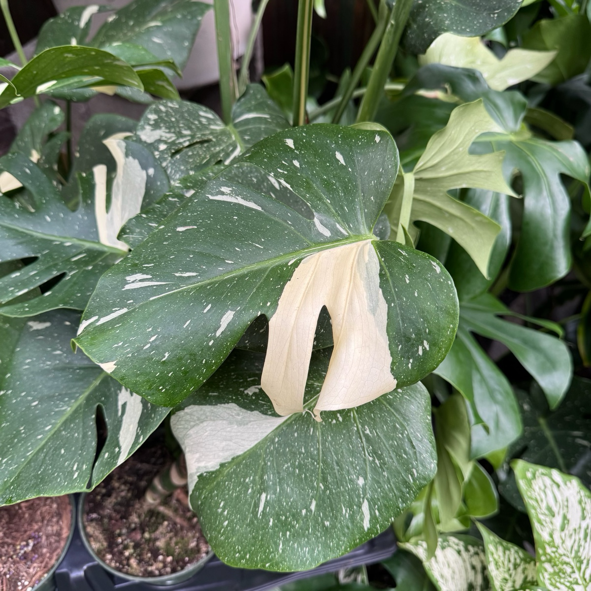 thai constellation variegated monstera Thai Constellation Monstera