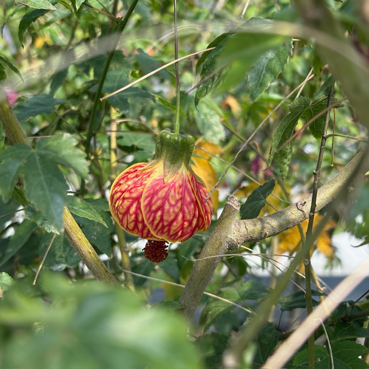Tiger Eye Flowering Maple – Victory Nursery