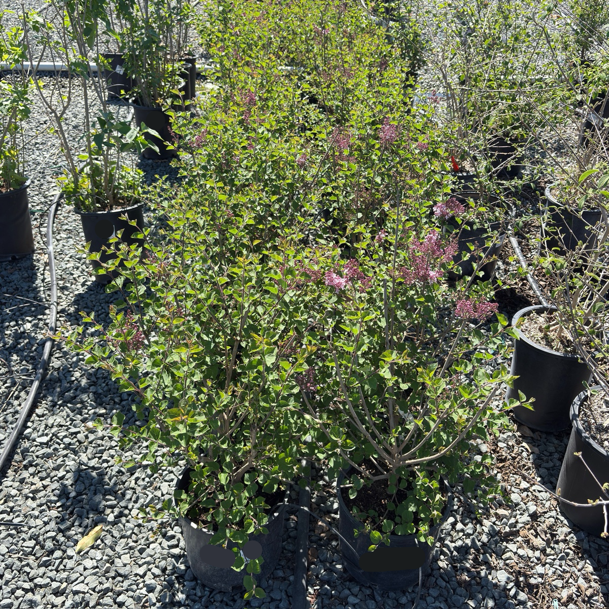 Tinkerbelle Dwarf Lilac (Syringa 'Bailbelle')| Compact Fragrant