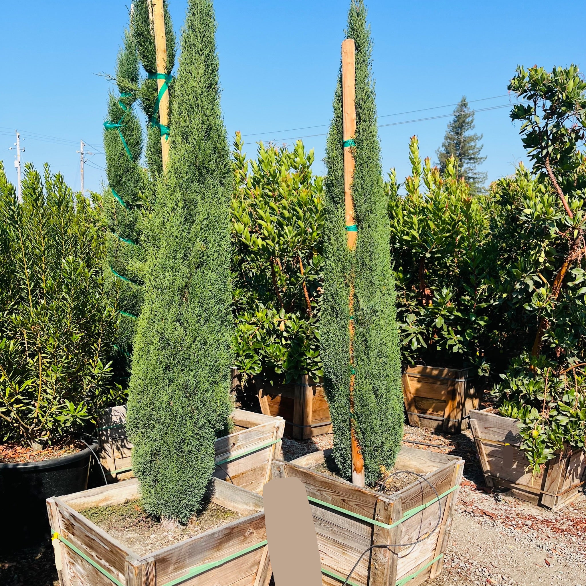 cypress potted plant Tiny Tower Italian Cypress