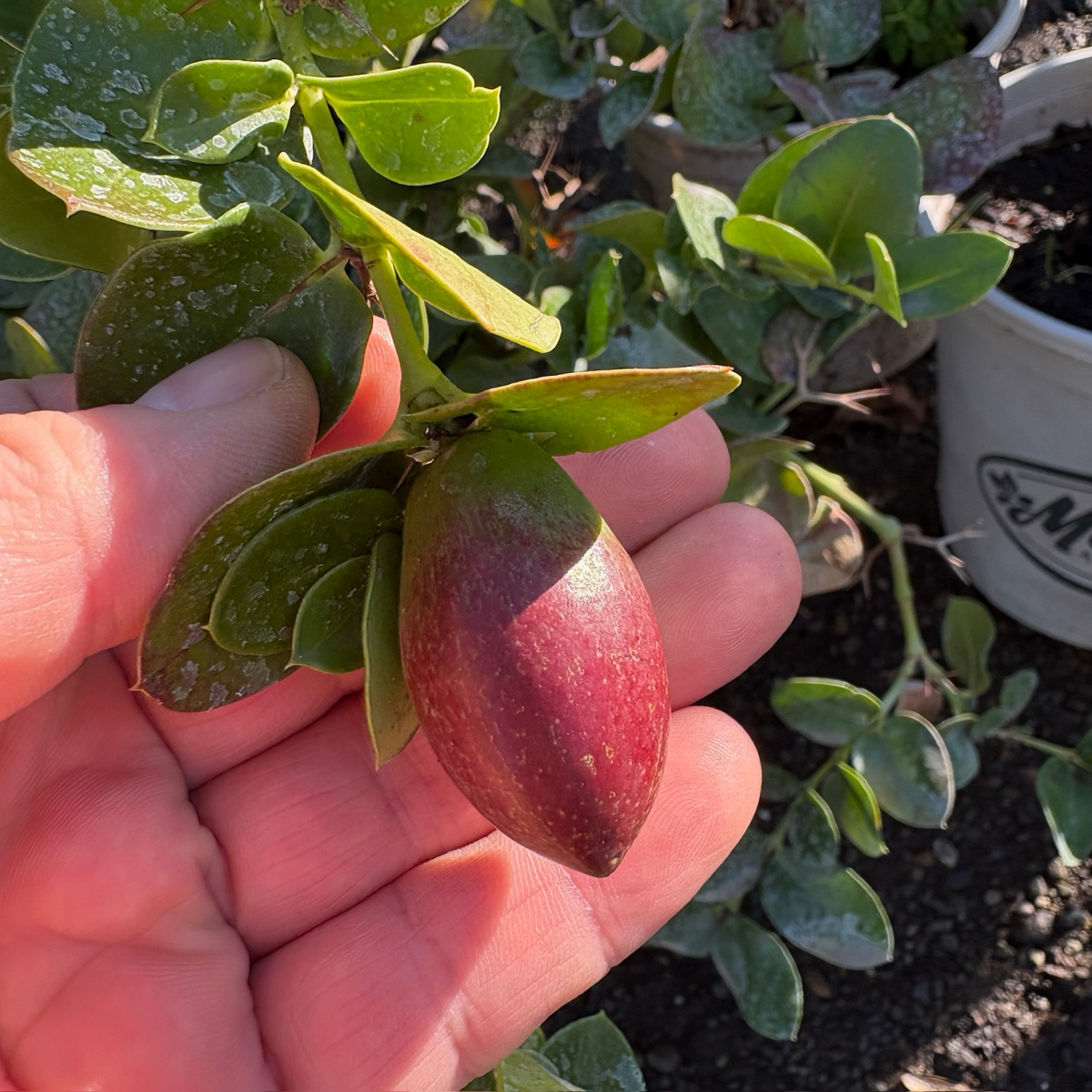 Green Carpet Natal Plum