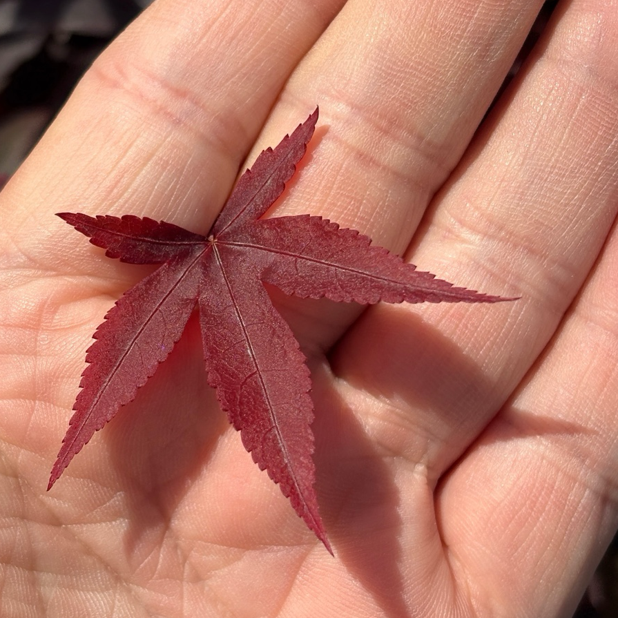 Twombly's Red Sentinel Japanese Maple | Columnar Red Acer Palmatum