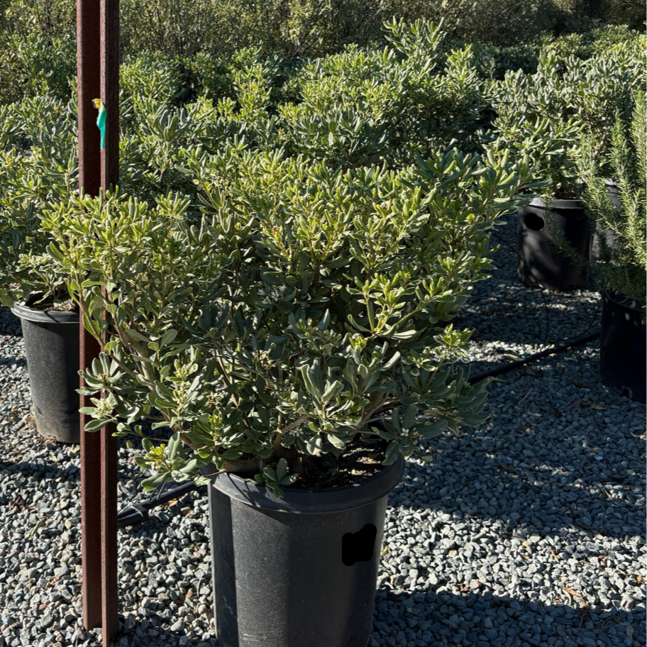 Variegated Mock Orange | Cream-Edged Evergreen Shrub – Victory Nursery