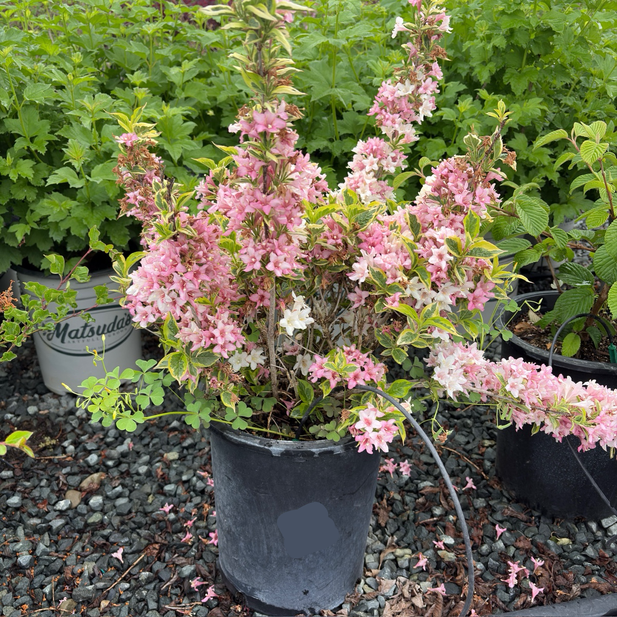 weigela plant fertilizer Variegated Weigela (Weigela florida 'Variegata')|Flowering Shrub with Creamy-White Edged Leaves
