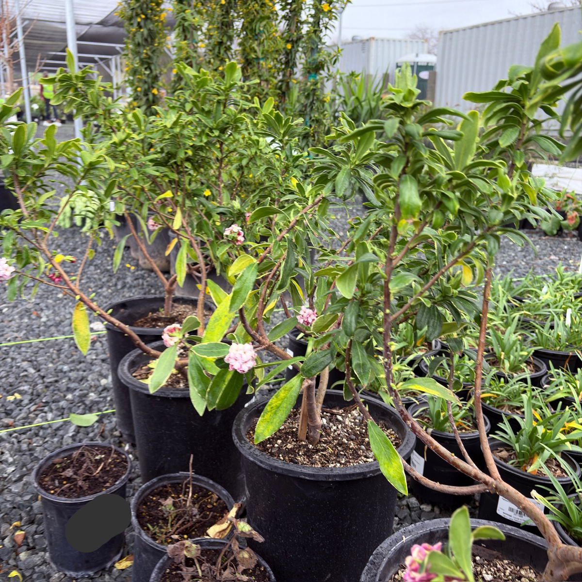 daphne plant in pots Variegated Winter Daphne