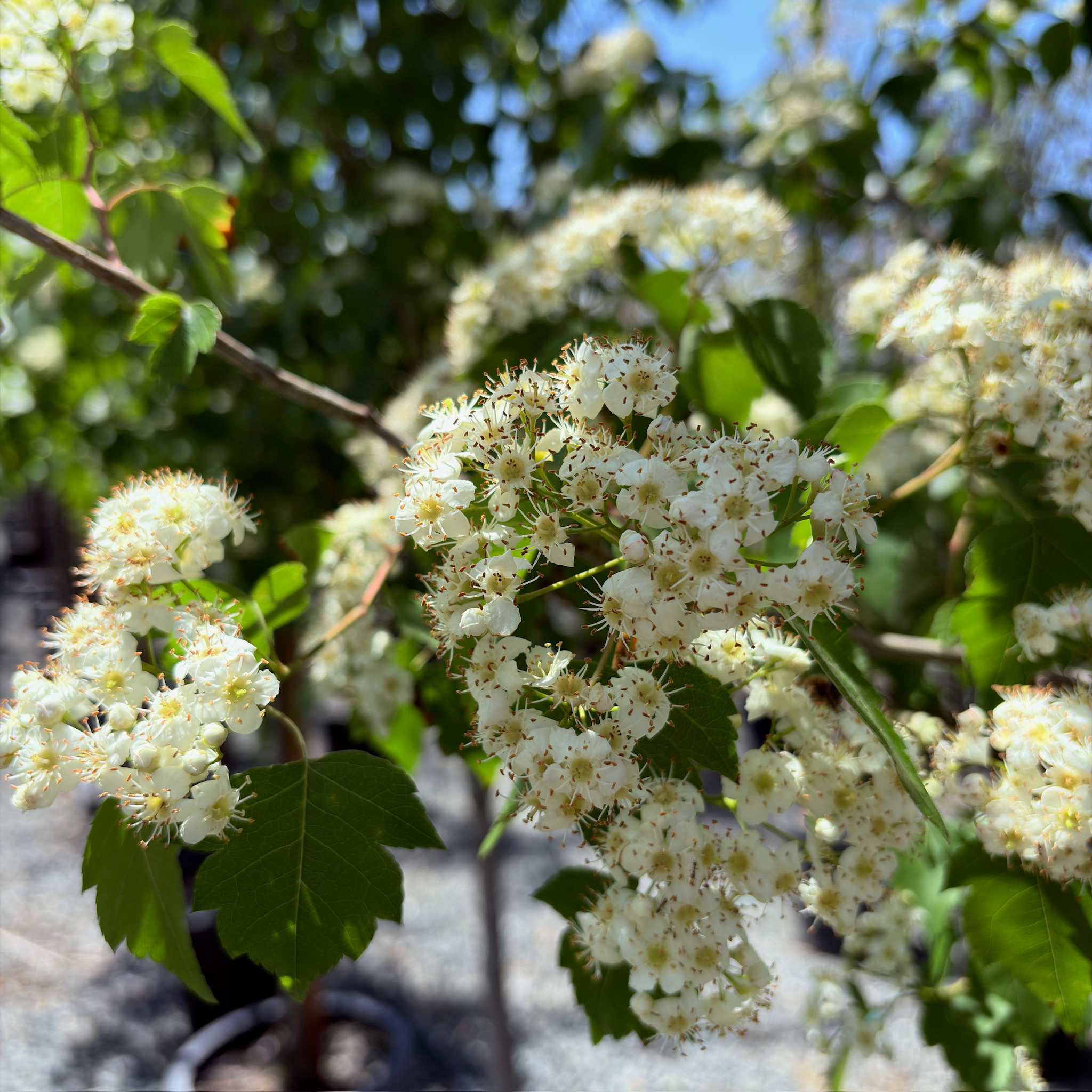 Washington Hawthorn Tree
