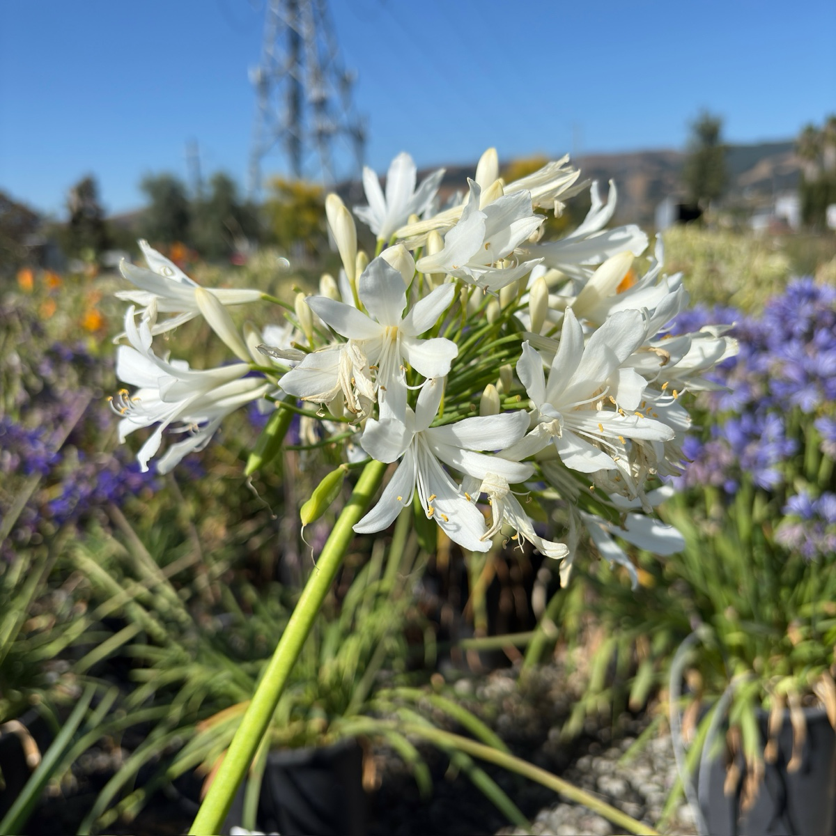 white grass lilies White Lily of the Nile