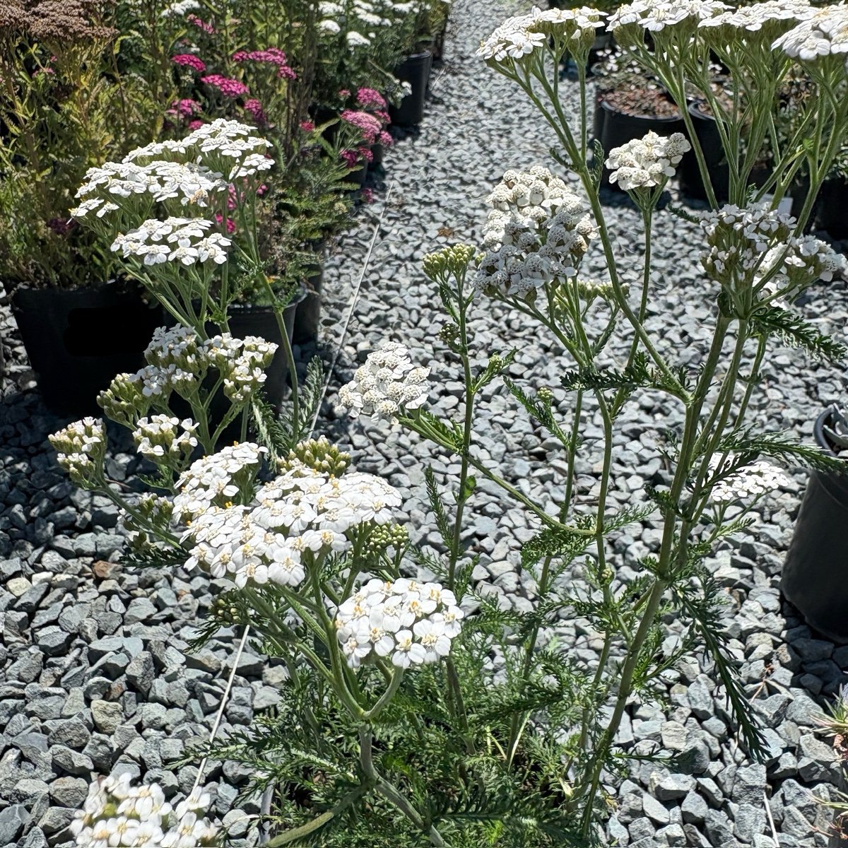 White Yarrow Plant