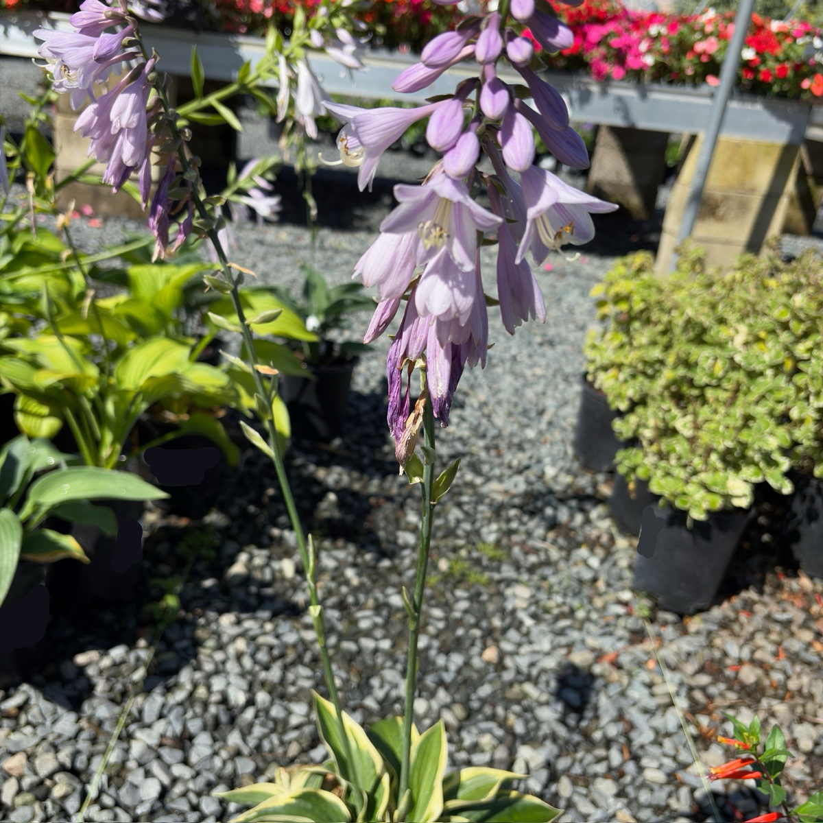 Wide Brim Hosta
