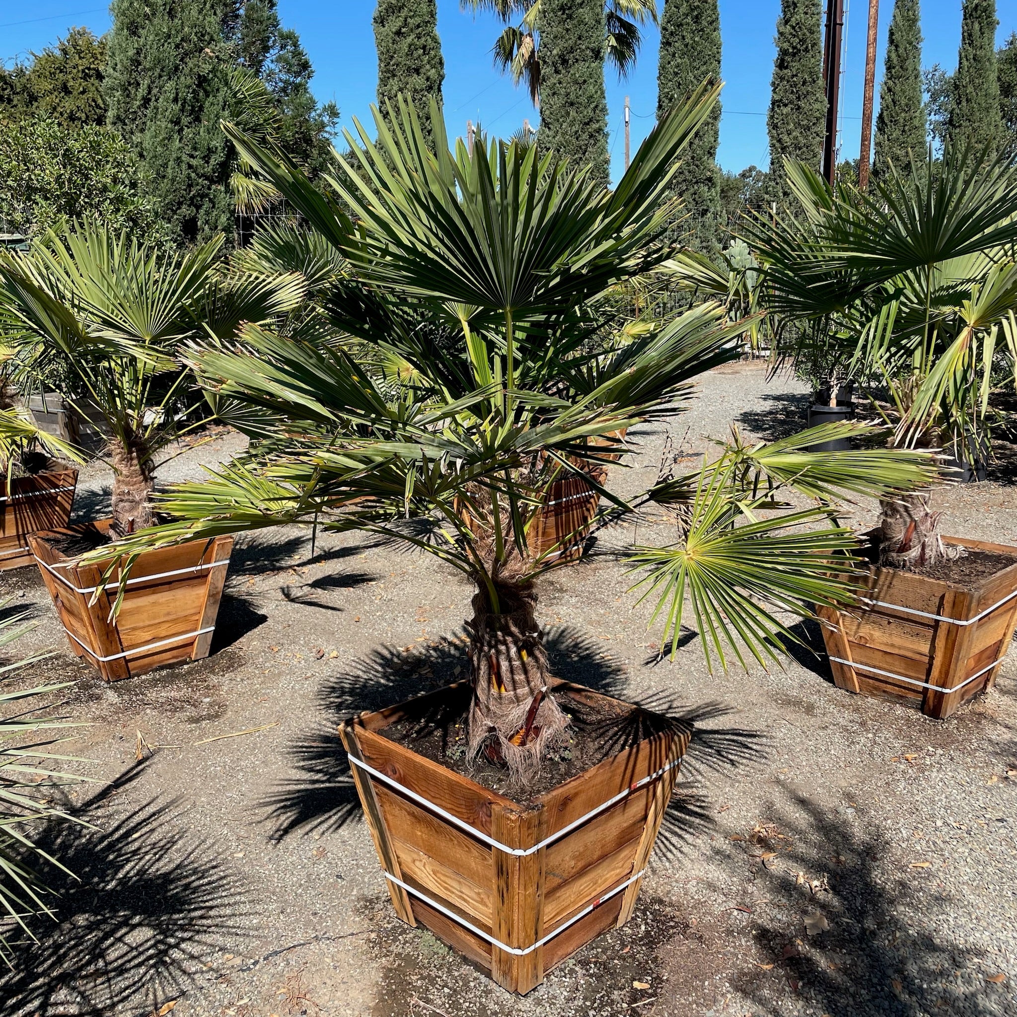 Windmill Palm | Cold Hardy Classic Palm Tree – Victory Nursery