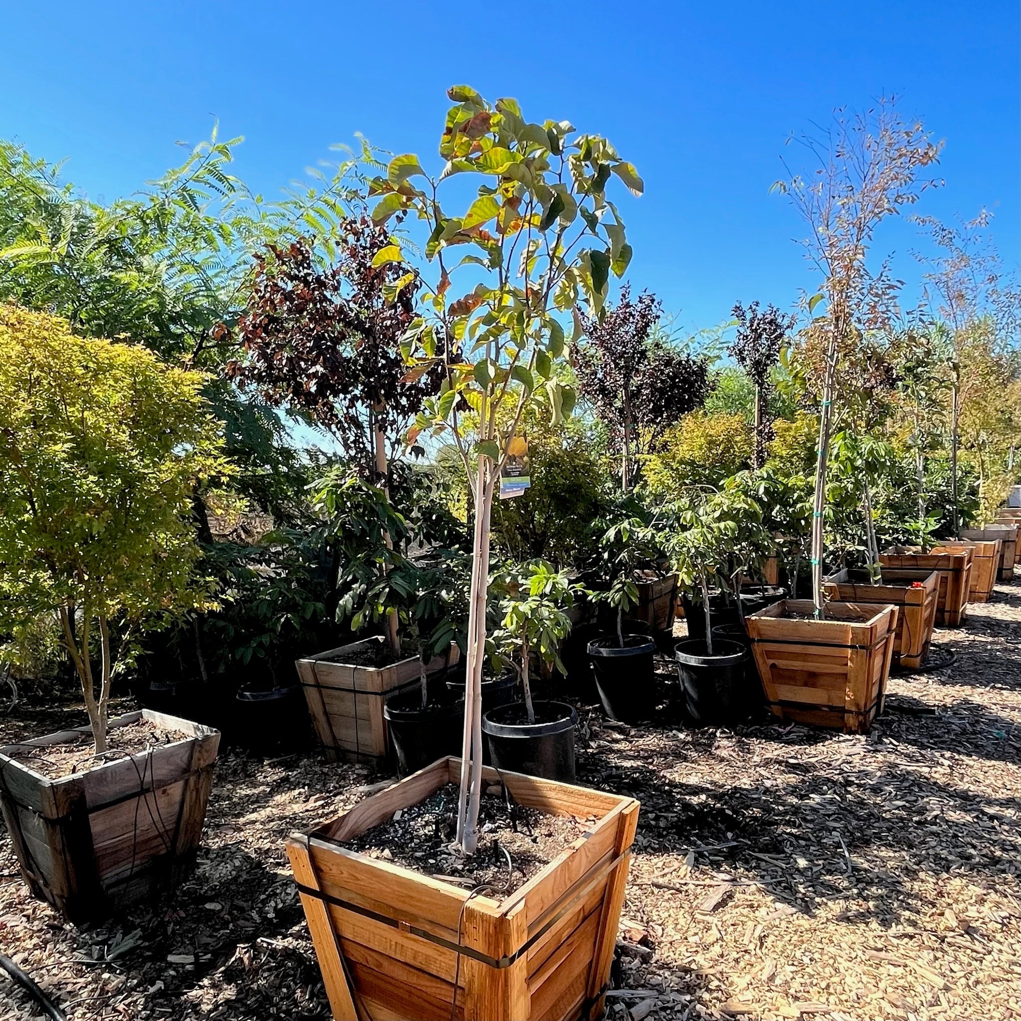 Yellow Bird Magnolia Tree – Rare Yellow Spring Blooms, Upright Form –  Victory Nursery