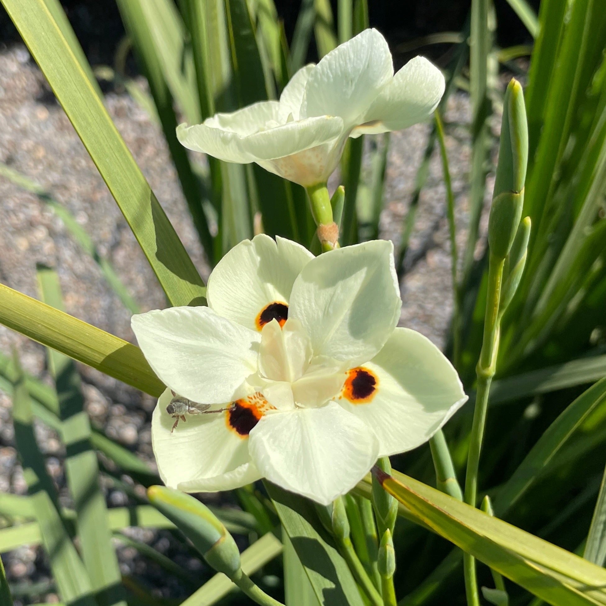 yellow lily of the valley flower Yellow Fortnight Lily