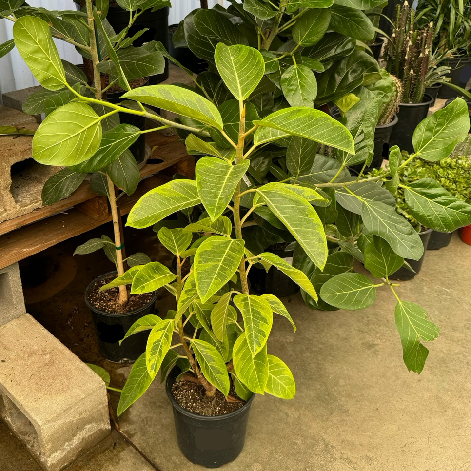 その他 Ficus Yellow Gem Ficus | Vibrant Variegated Rubber Tree – Victory Nursery