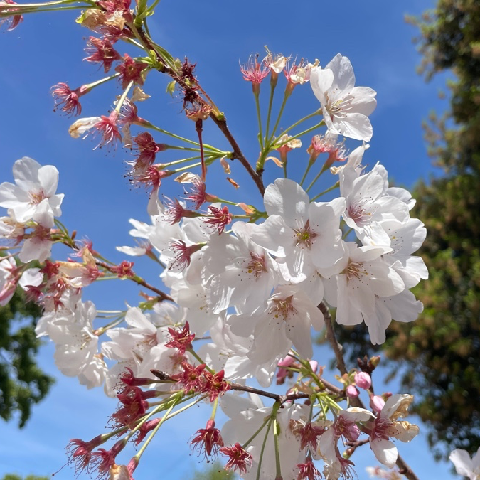 Yoshino Cherry Tree | Classic White Pink Spring Blooms – Victory