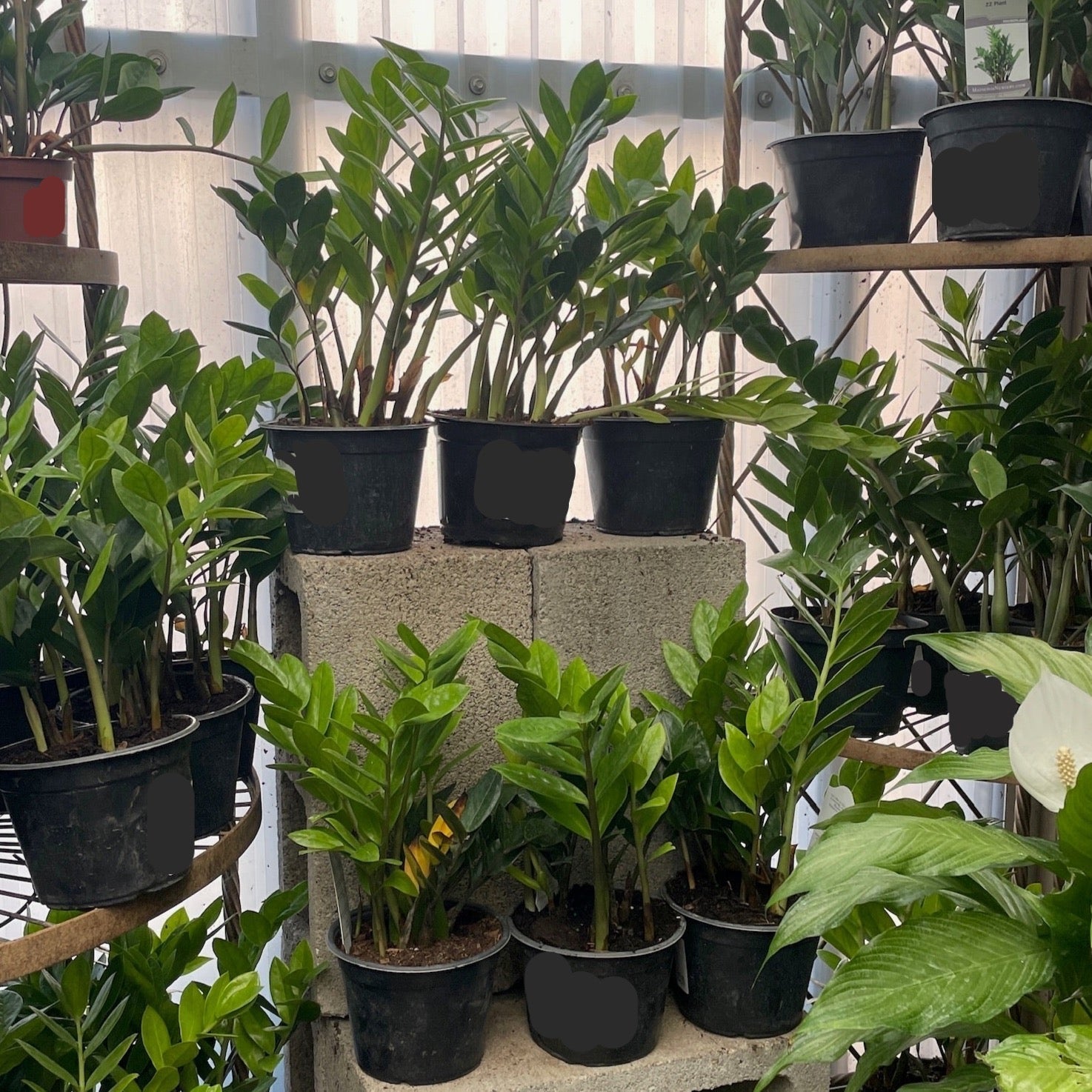 zz plant can cause cancer ZZ Plant