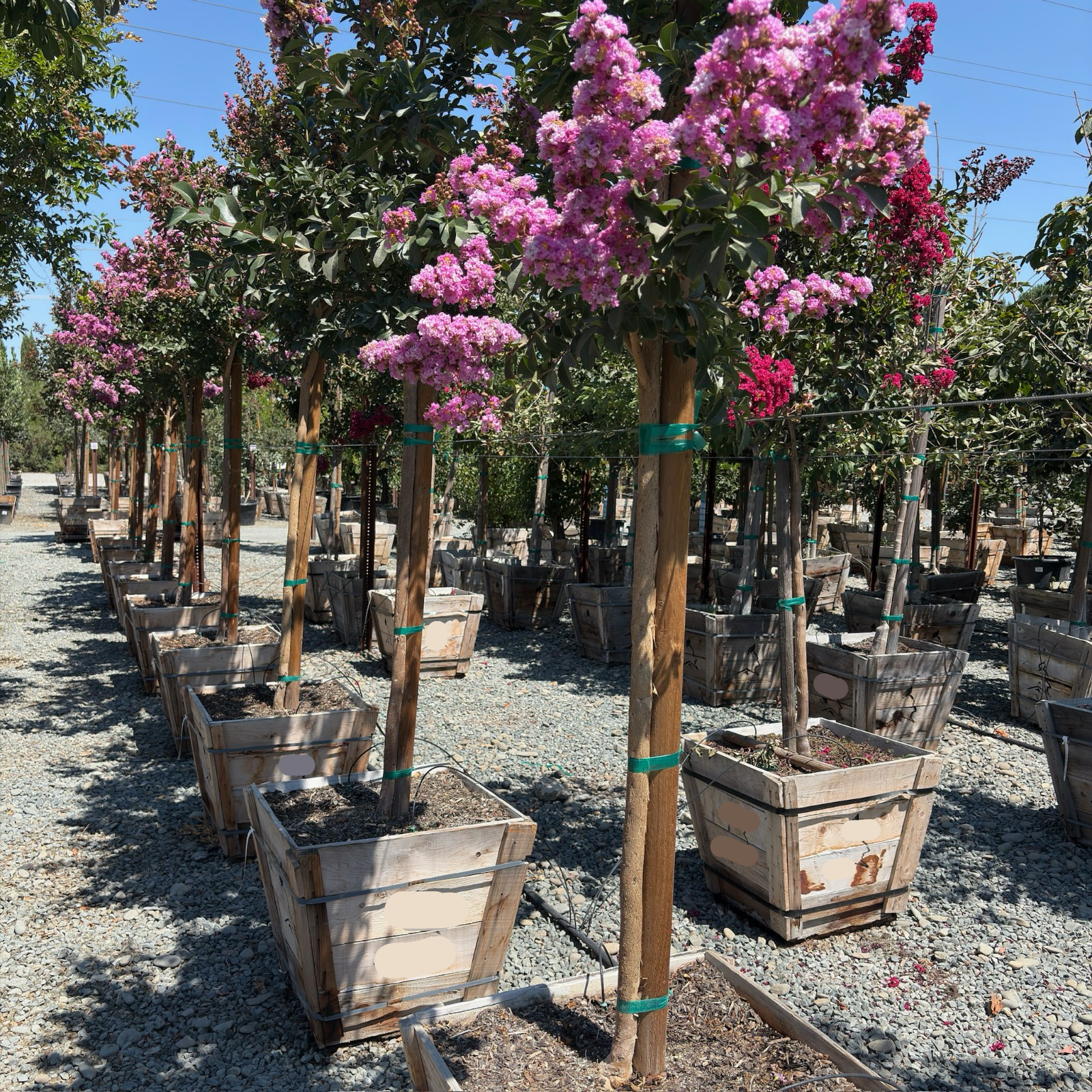 crape myrtle lavender tree Zuni Crape Myrtle