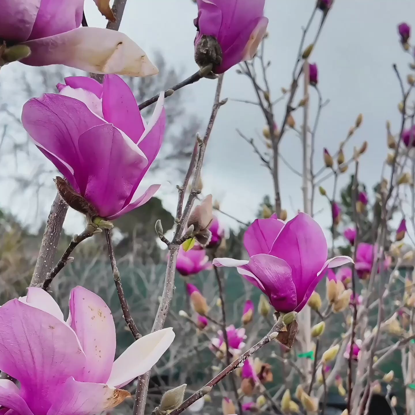 Alexandrina Saucer Magnolia Tree – Victory Nursery