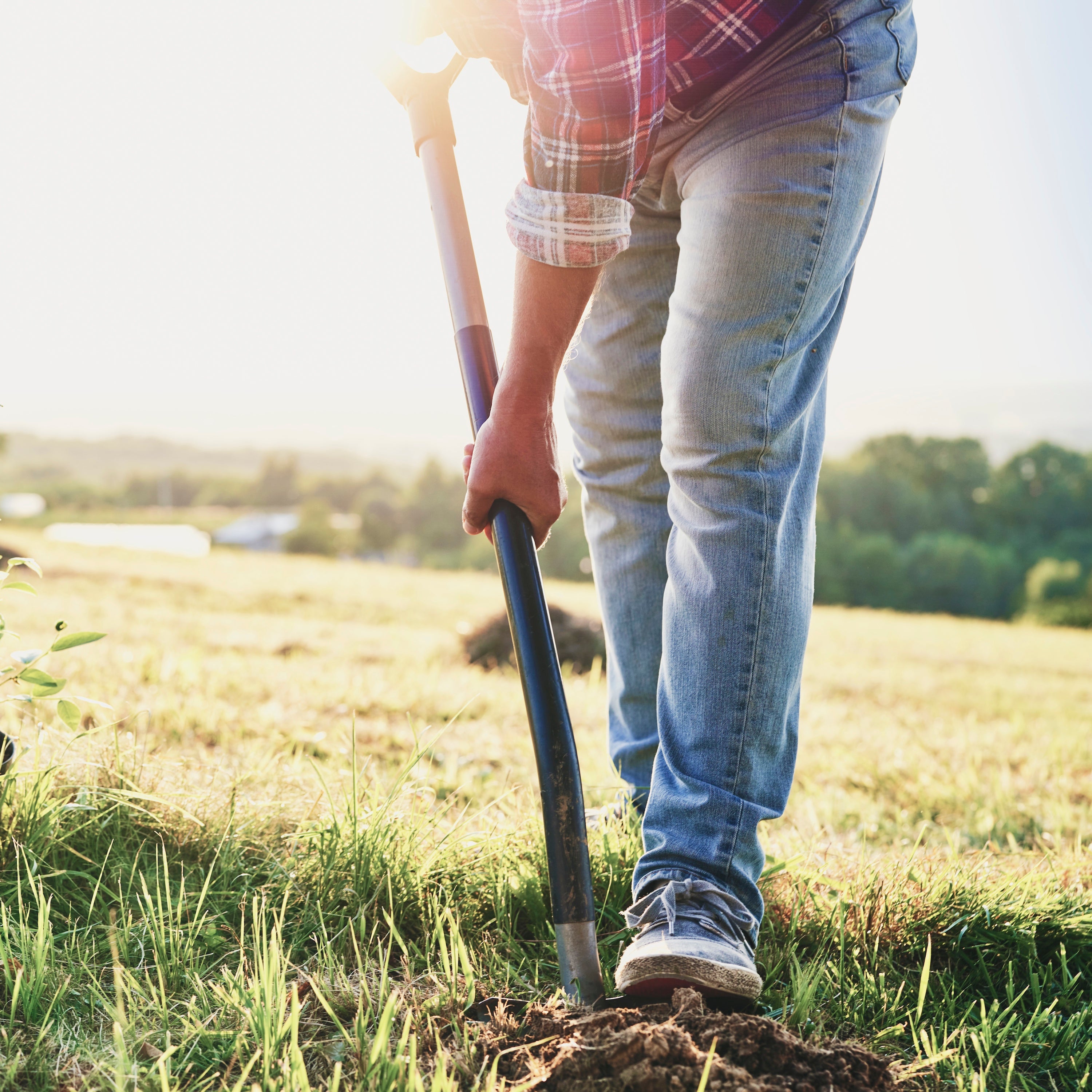 Professional Tree & Plant Planting Service in the Bay Area