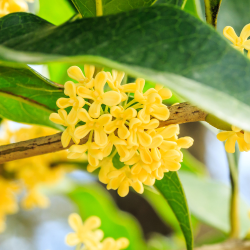 Why Sweet Olive and Tea Olive Are the Same Plant