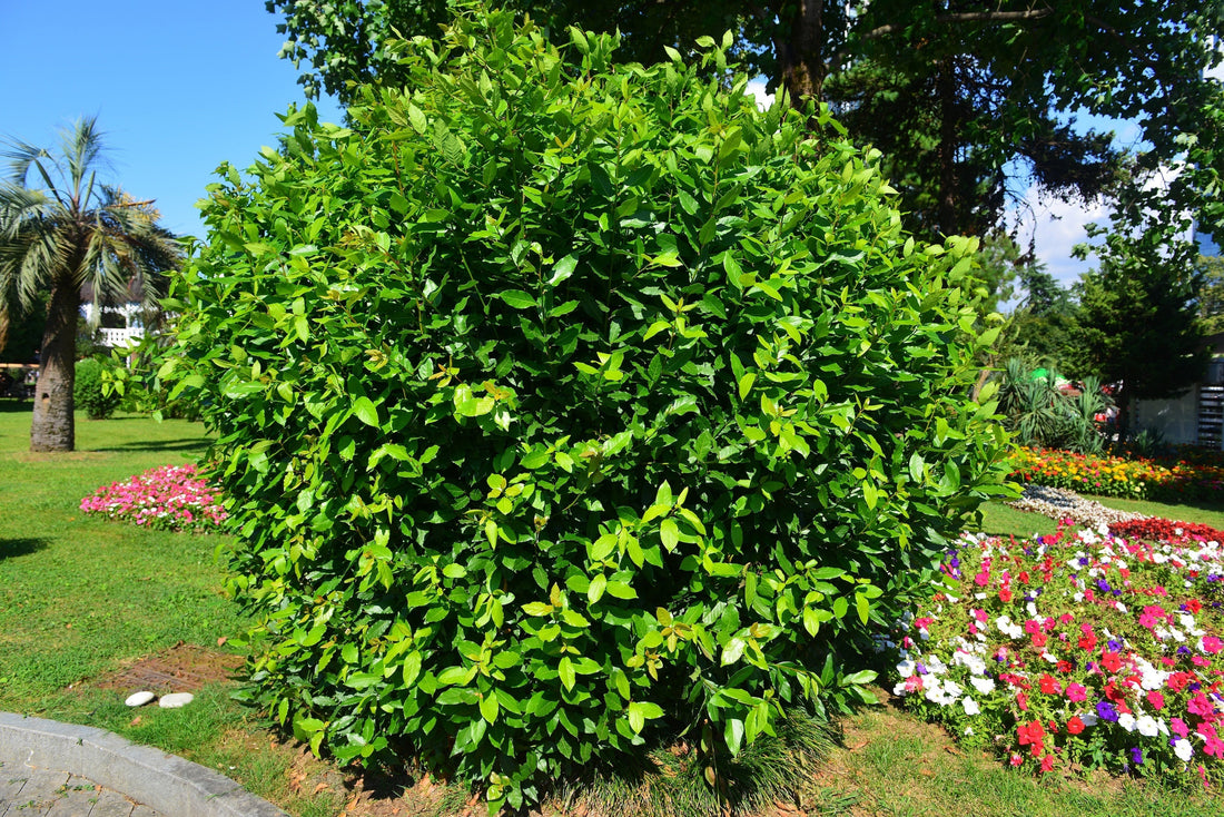 Garden Insights: The Quiet Power of Ficus Nitida