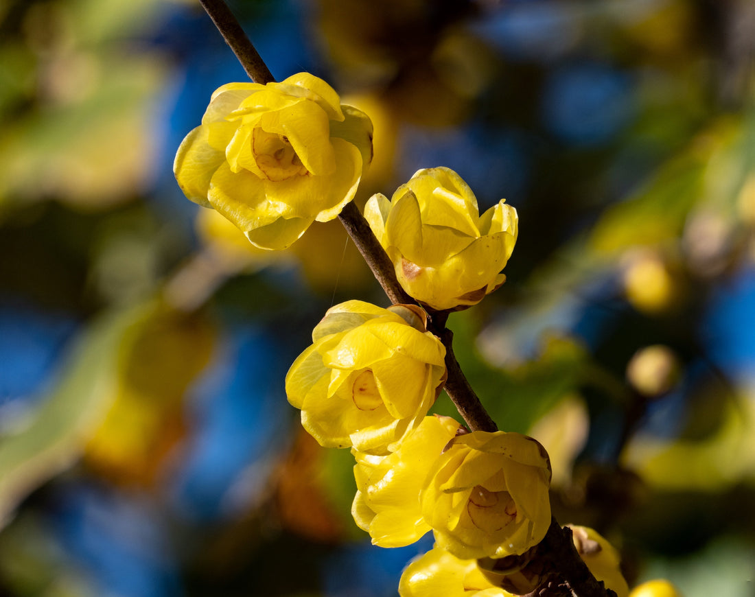 A close-up shot of some wintersweet flowers growing on a branch.