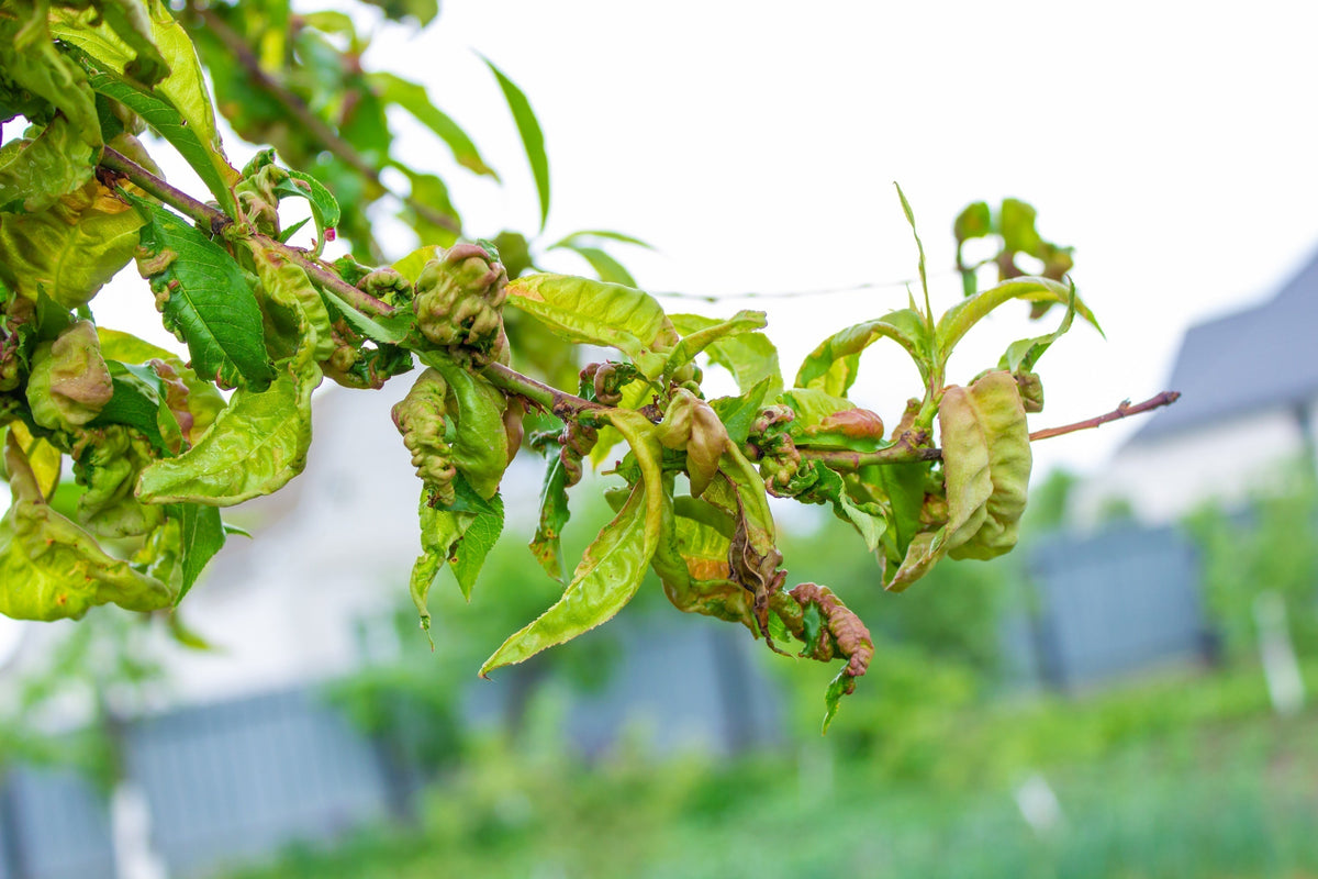 Early Spring Peach Leaf Curl Guide for Bay Area Growers (Best 2-Step Prevention + Amazon Picks)