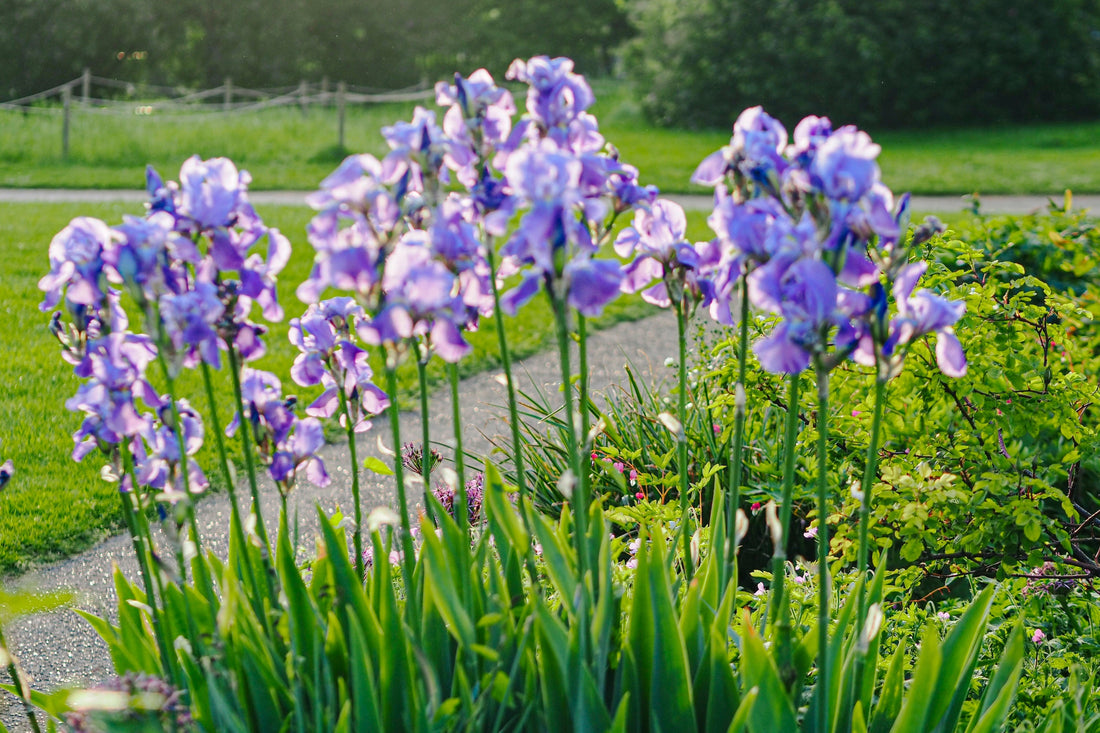 The vibrant purple irises blooming in a garden with a lush green background on a sunny day