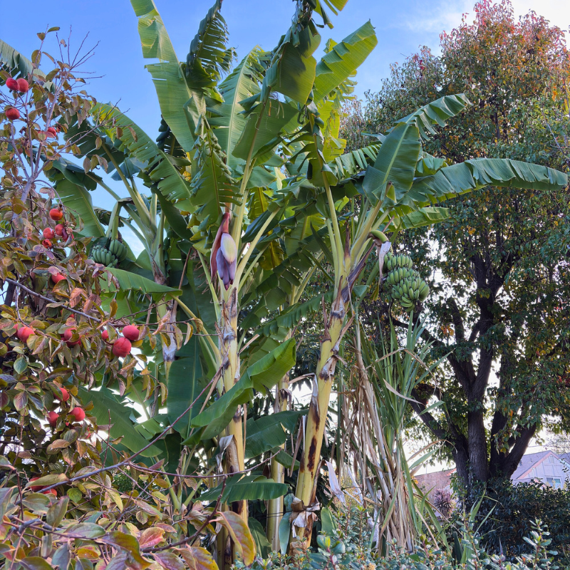 Exotic fruit trees collection canopy and foliage