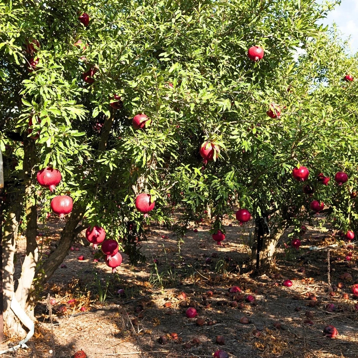 pomegranate fruit tree for home garden in the San Francisco Bay Area from victory nursery