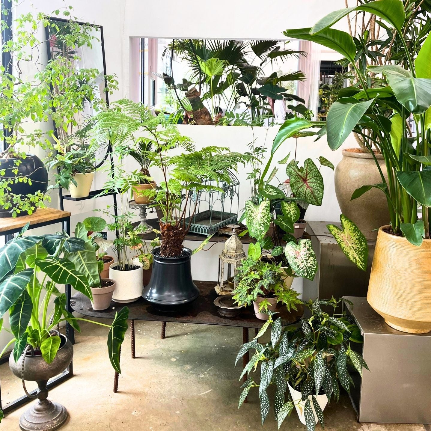 dracaena pele Pele Dracaena