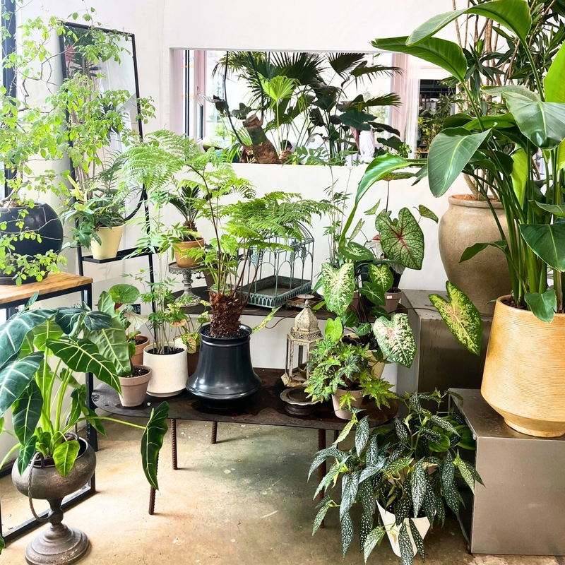 weeping plant indoor Spearmini Weeping Fig