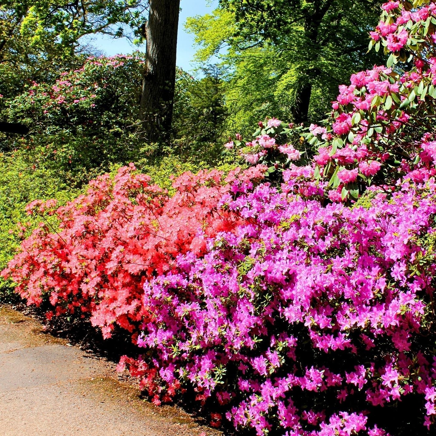 Flowering shrubs are the backbone 
