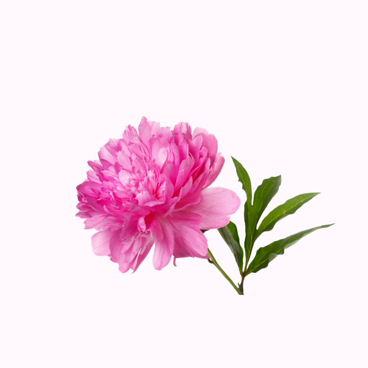 Pink peony bloom close up with layered petals