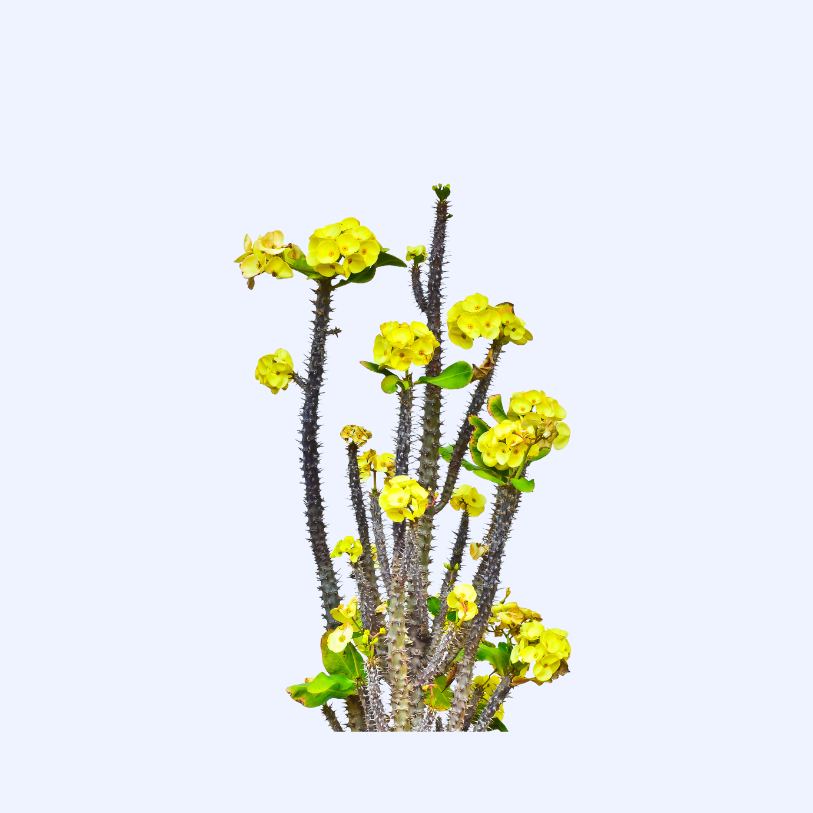Euphorbia