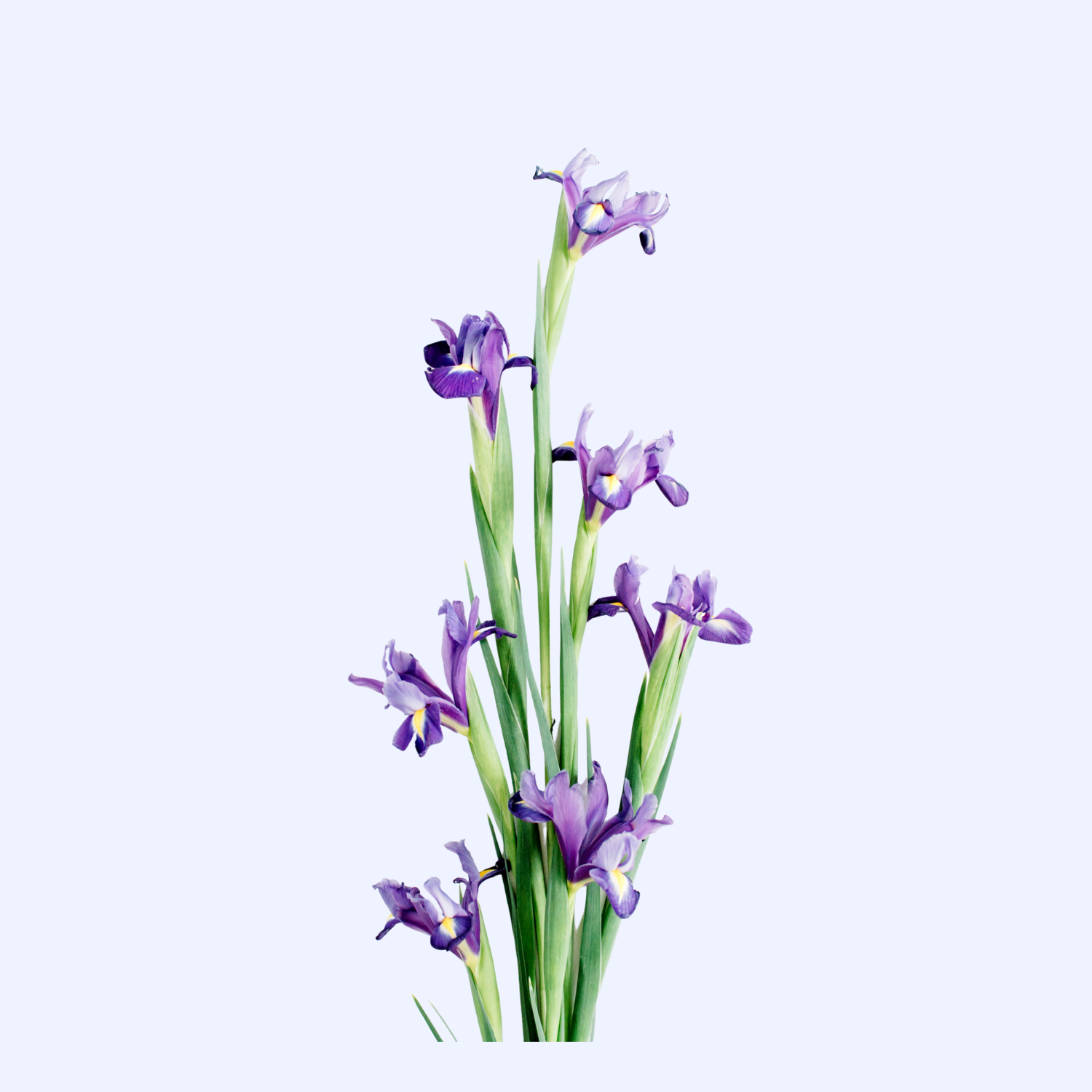 african iris modern pathway planting