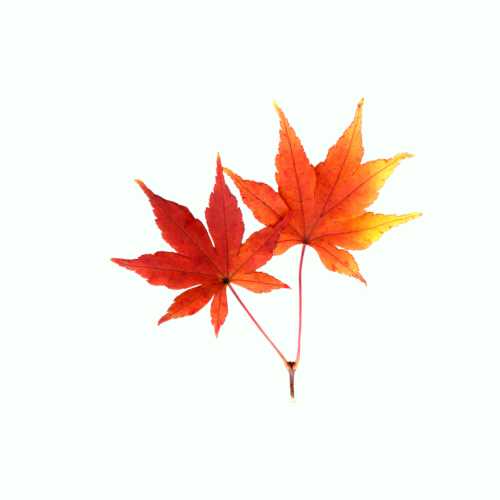 Japanese Maple leaf