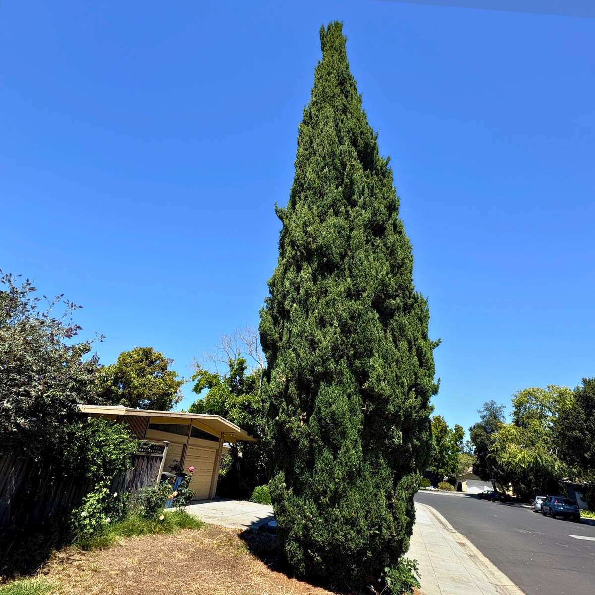 Columnar Trees for Small Spaces | Bay Area Delivery Available – Victory ...