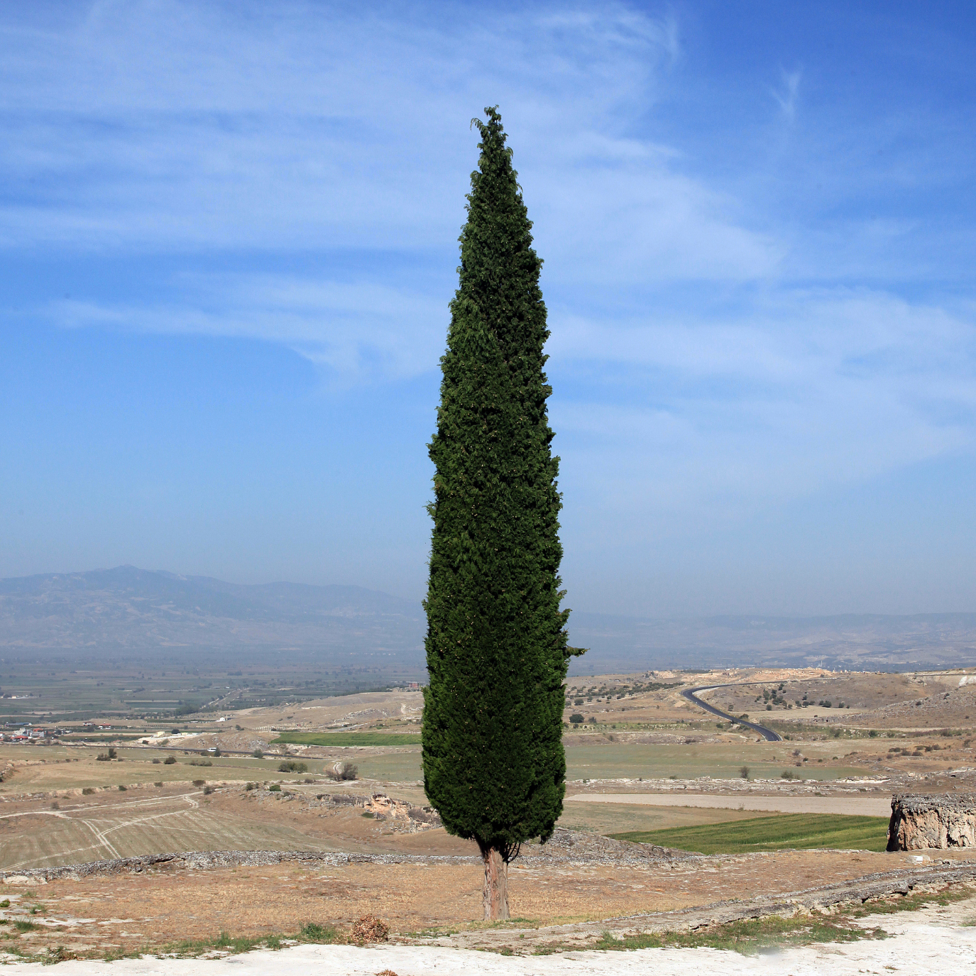 Columnar trees with narrow upright growth forming a clean vertical accent 