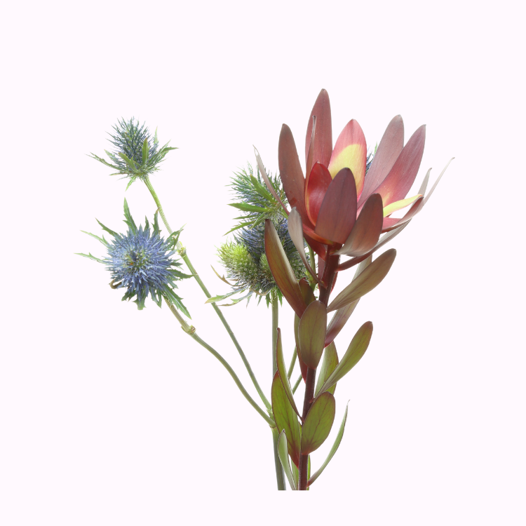 Conebush leucadendron evergreen shrub with red bracts