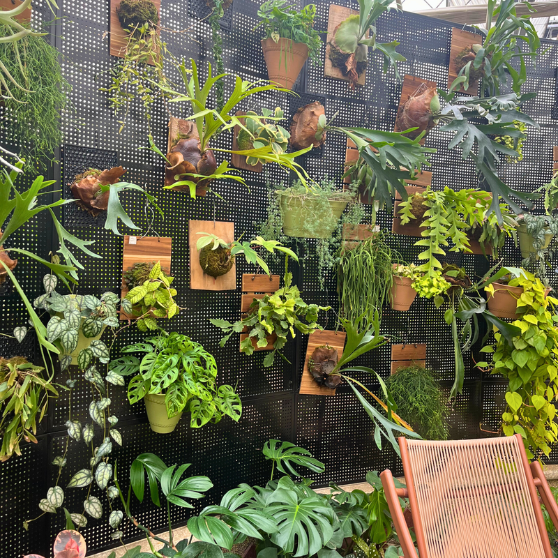 Hanging plants
