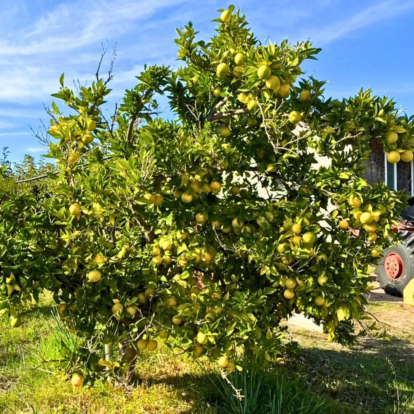 Evergreen fruit tree with glossy green leaves in a Bay Area backyard garden