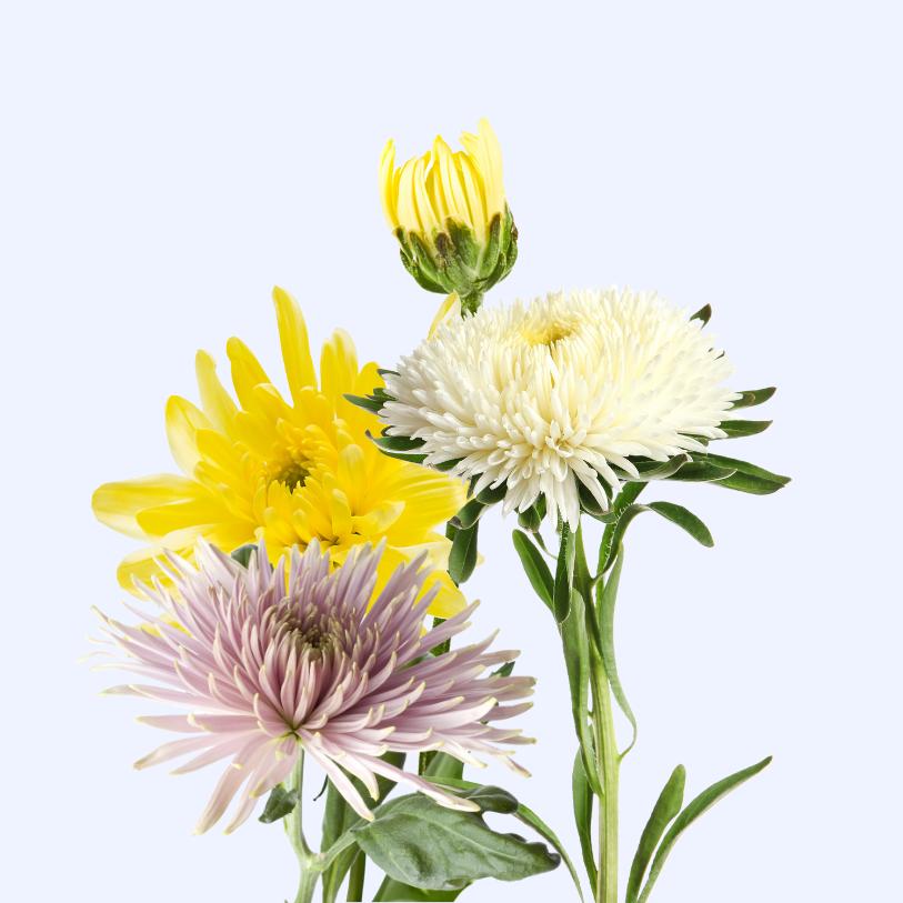 Asteraceae Plants