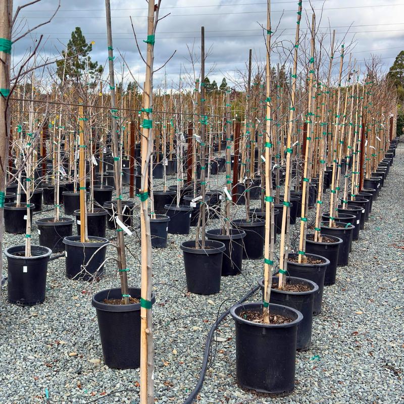 On sale nursery plants and trees ready for planting in Bay Area gardens