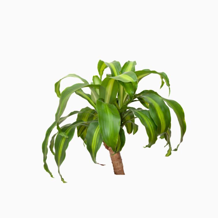 dracaena sted sol cane Sted Sol Dracaena