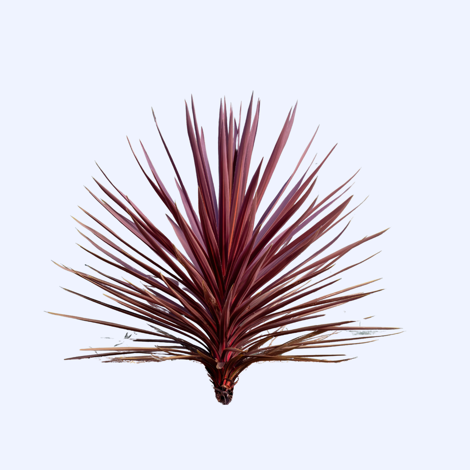 Cordyline