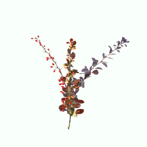 Barberry shrub varieties