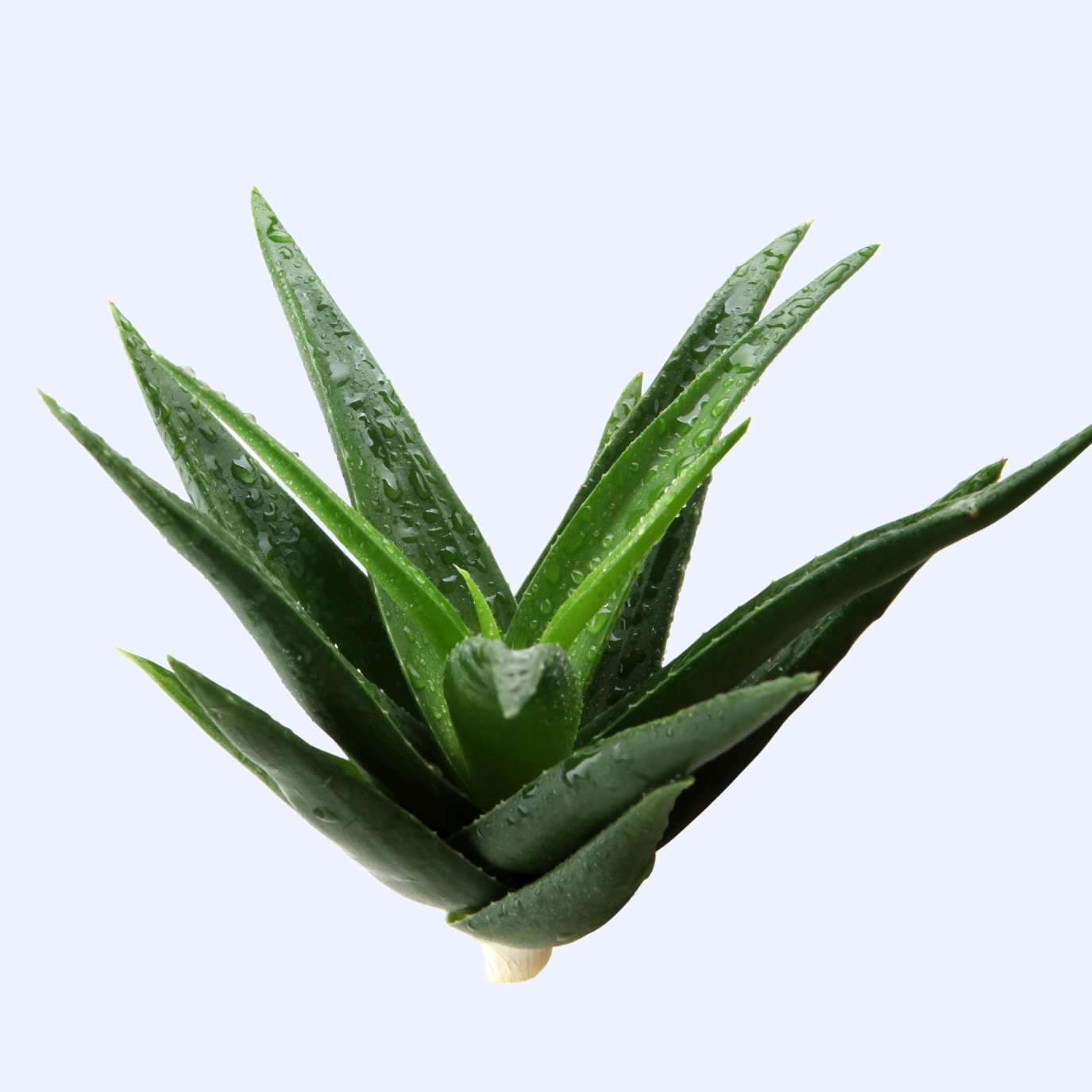 Aloe