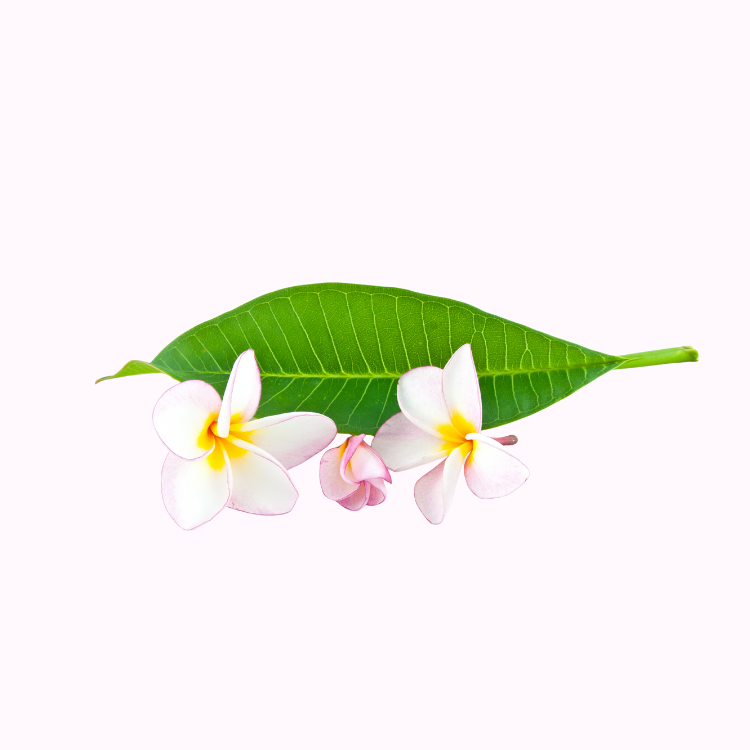 Frangipani