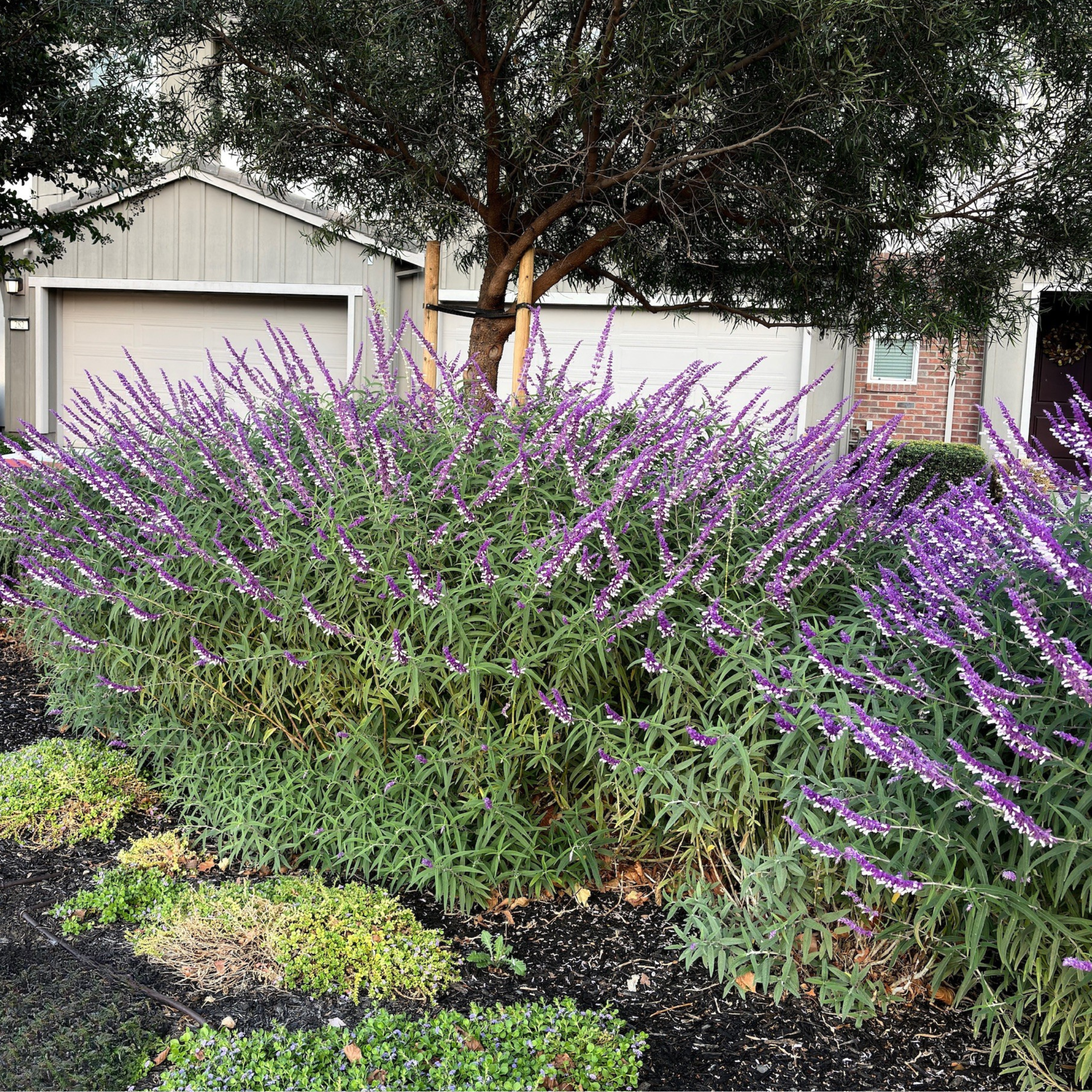 giant purple dracaena Colorama Dracaena