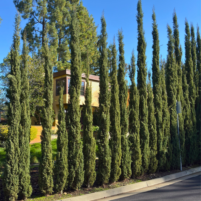 Instant privacy trees for Bay Area homes—evergreen screening trees for fast backyard privacy and fence-line coverage